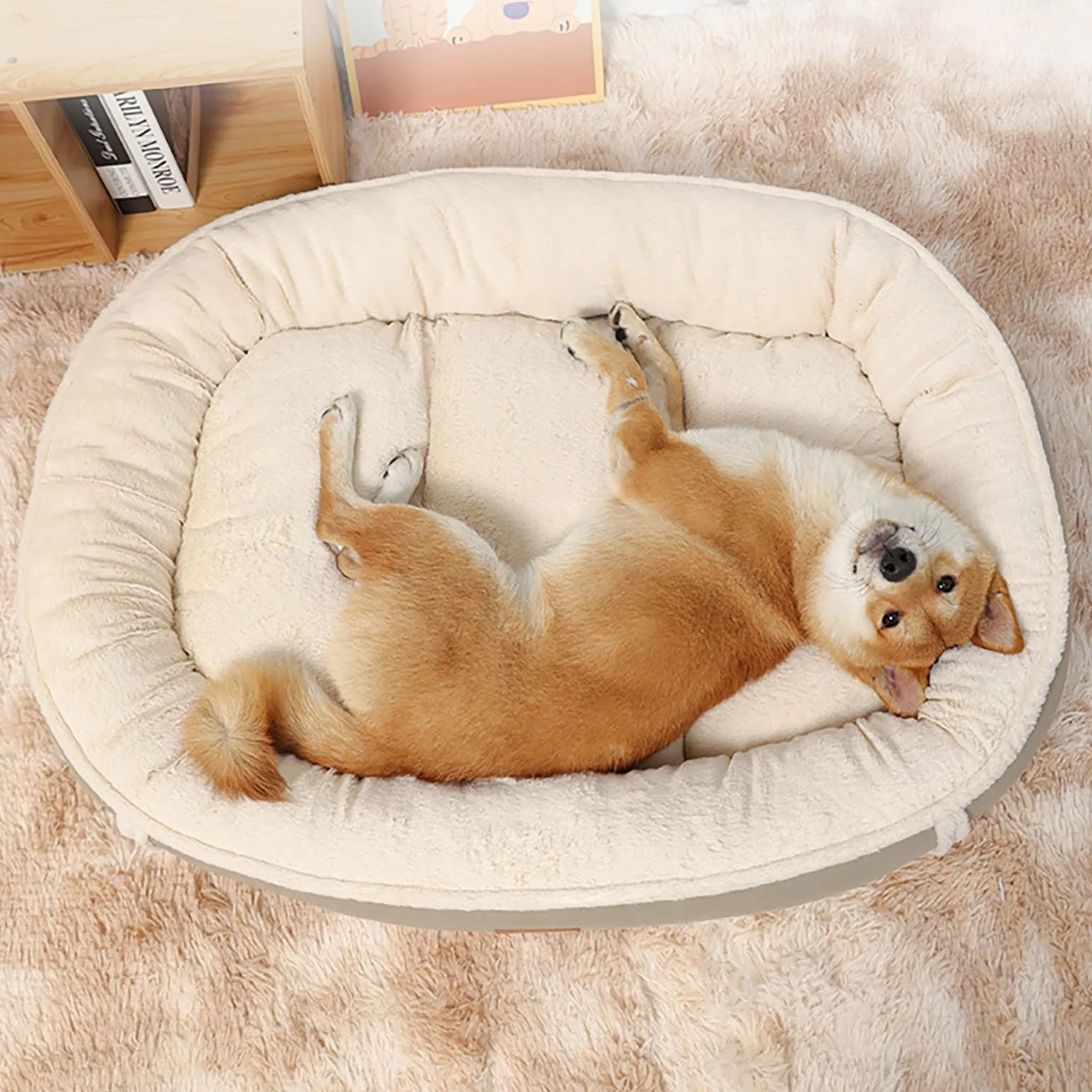Big dog small bed clearance